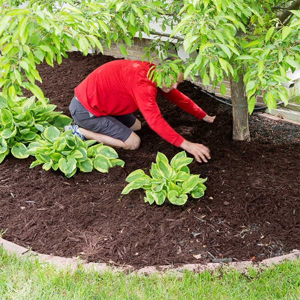 mulch installation can help prevent soil erosion by reducing water runoff and stabilizing the soil